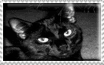 Stamp with black cat that says Black Cat Lover