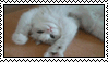Stamp of white cat laying on back making air biscuits