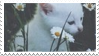 Stamp of a white cat near daisies